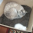 ���� ���, ���������, 32 ���� - ��������� 16 ������� 2016 � ������ ������ ��������