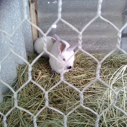 ������, �������, 40 ���