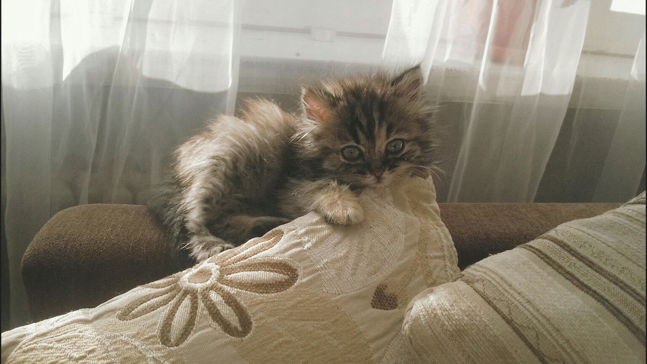 #Безкота_добро.Ровно два года назад, нашли это чудо на улице, несущееся на встречу машине.Мокрая и ...