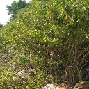 ���� �����, ���������, 55 ��� - ��������� 20 ������� 2016 � ������ ���� � ����������