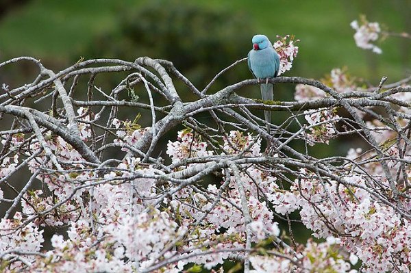 ))).�������������� ��� Maple Glen � ����� �������� �������������� ��� Maple Glen ���������� � ����� ... - 3