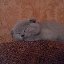   *Asp*, , 42  -  3  2017    