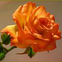 ���� Sabr Hawlere, ������ - ��������� 28 ������ 2017 � ������ ���� ����������