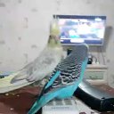  , -, 37  -  21  2017    