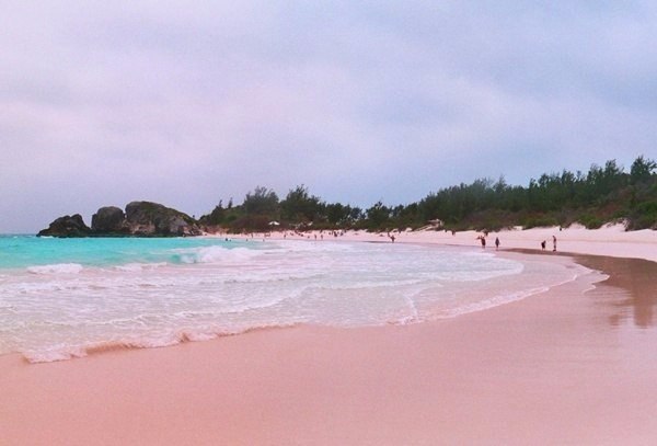      : Pink Sands Beach,  ,  .  ,  ...