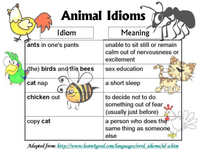 Animal Idioms