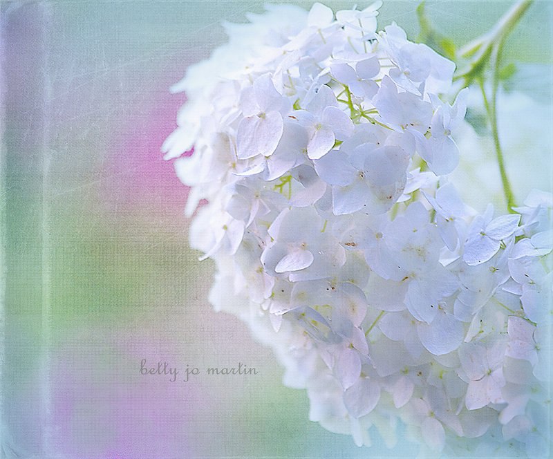 ))).https://fotostrana.ru/away?to=/sl/AeN4 life and Flowers by Betty Jo Martin. - 18