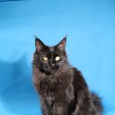  Sebastian, , 54  -  14  2017   