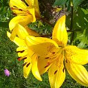 ���� �����, ������ - ��������� 25 ������� 2017 � ������ ���� ������