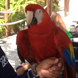 Simbad, �����, 49 ���