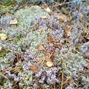 ���� Nadezhda, ������, 64 ���� - ��������� 25 ������ 2017 � ������ ���� ����������