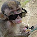 ���� ����� ���, ������, 42 ���� - ��������� 1 ������� 2016 � ������ ���� ����������