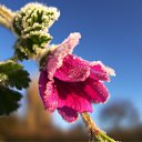 ���� Irina, ����������� - ��������� 23 ������ 2016 � ������ �������� ����