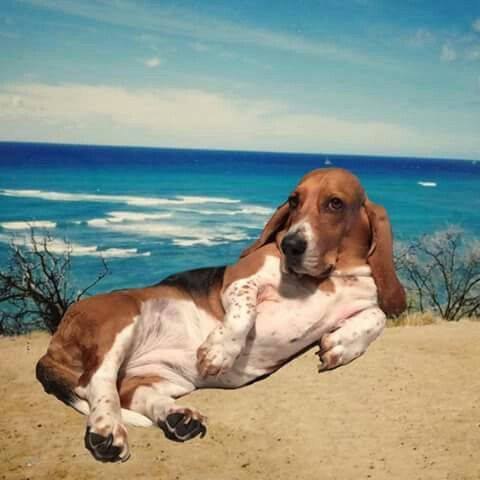   ,   )))