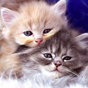 ���� ������, �������, 45 ��� - ��������� 25 ������� 2016 � ������ ���� ����������