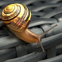 ����, ������, 52 ����