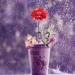 ���� ����, ������ - ��������� 17 ������ 2016