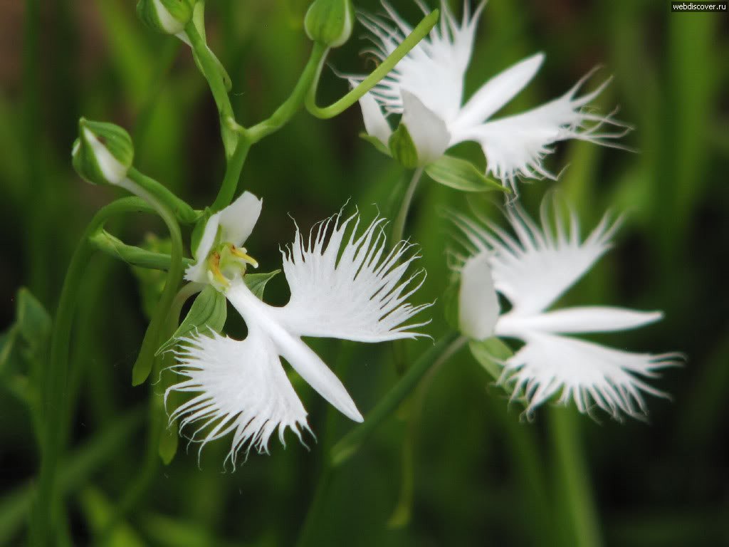 ))).Habenaria Radiata -     .