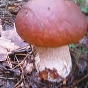 ���� �������, ������ ��������, 43 ���� - ��������� 14 �������� 2016 � ������ ���� ����������