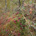 ���� ������� �������, �����, 70 ��� - ��������� 7 ������� 2017 � ������ ���� ����������