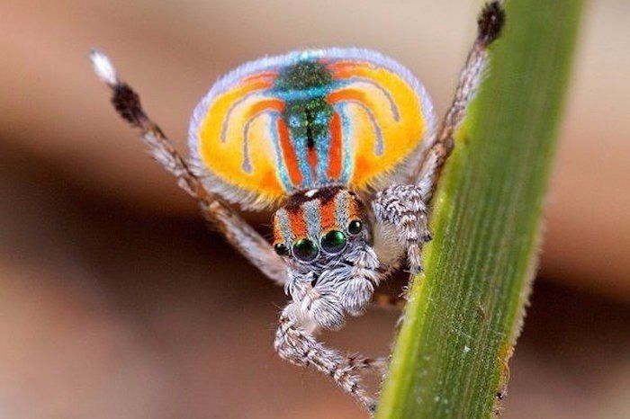      Maratus Volans    ,  .