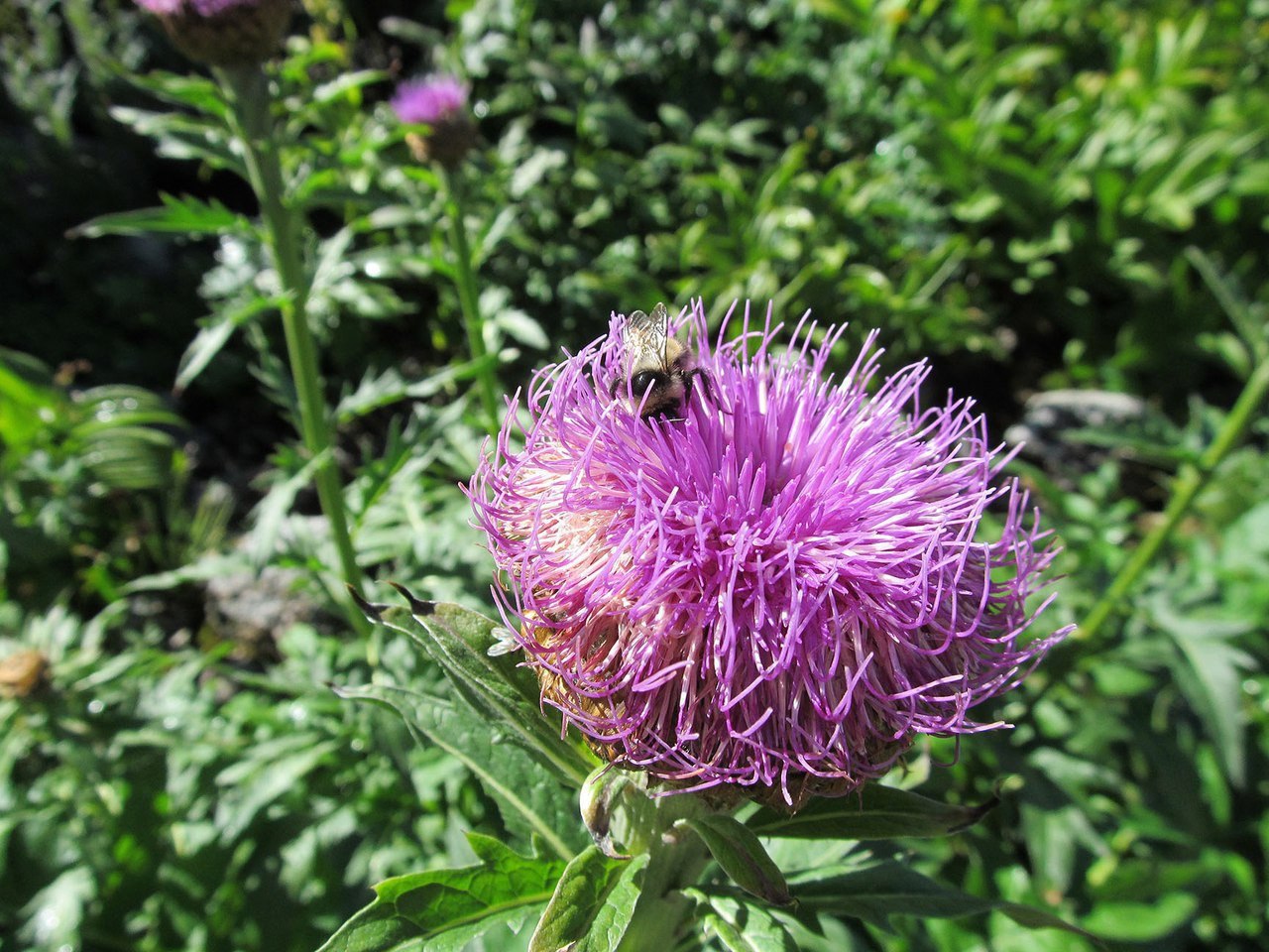 ЧТОБЫ ТРОМБЫ НЕ ЗАБИЛИ СОСУДЫ. Хочу поделиться рецептом, ... | Всё о ...