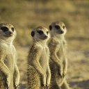 ���� �����a, ������� - ��������� 20 ������� 2017 � ������ ������ ��������