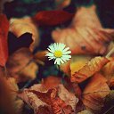 ...� ���� ����� �������� ������ ����� ���� ����-�� ������..... �� ������� �������
