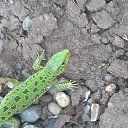 ���� �����, ������� - ��������� 29 ����� 2017 � ������ ���� ������� ����