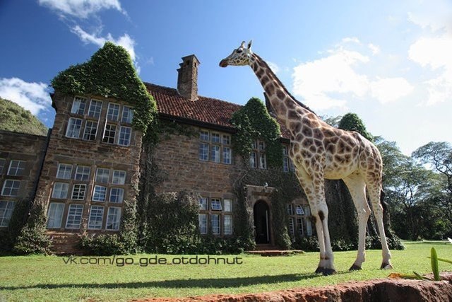     -      - Giraffe Manor.   ... - 5