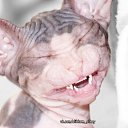 ���� ������, ������� - ��������� 12 ������ 2017 � ������ ���� ����������