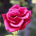 ���� �������, �������, 43 ���� - ��������� 17 ������� 2016 � ������ ������ ��������