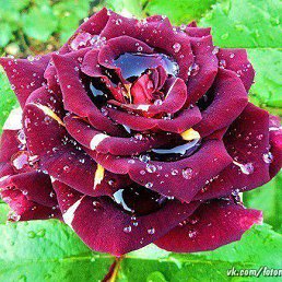 ���� Cette, ������� - ��������� 25 ������� 2016