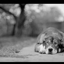 ���� Wer, ���������, 37 ��� - ��������� 13 ������� 2017 � ������ ���� ����������