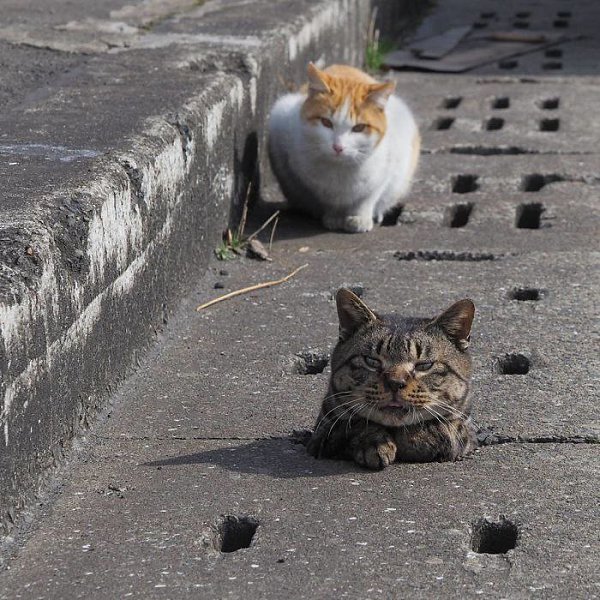 Японский фотограф Ньян Кичи запечатлел игры бродячих кошек