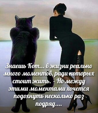 Знаешь кот в жизни реально много моментов ради которых. Знаешь кот в жизни столько моментов. Знаешь кот в жизни столько моментов. Знаешь кот в жизни реально много моментов ради которых. Знаешь кот в жизни реально.