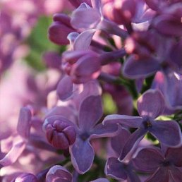 ����, �������, 50 ���