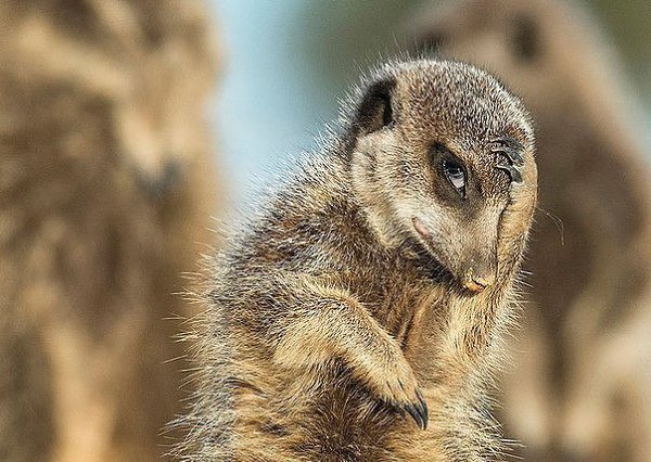     Comedy Wildlife Photography Awards 2016 - 2