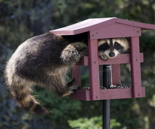 Придумайте комментарий)