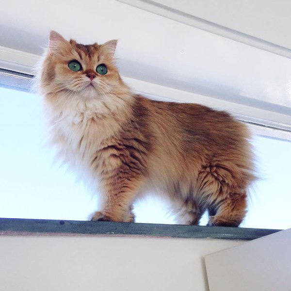 Smoothie the Cat Fan's - 29  2016  09:55