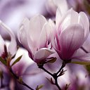 ���� �����, ���������, 44 ���� - ��������� 4 ����� 2017 � ������ ���� �������� ������