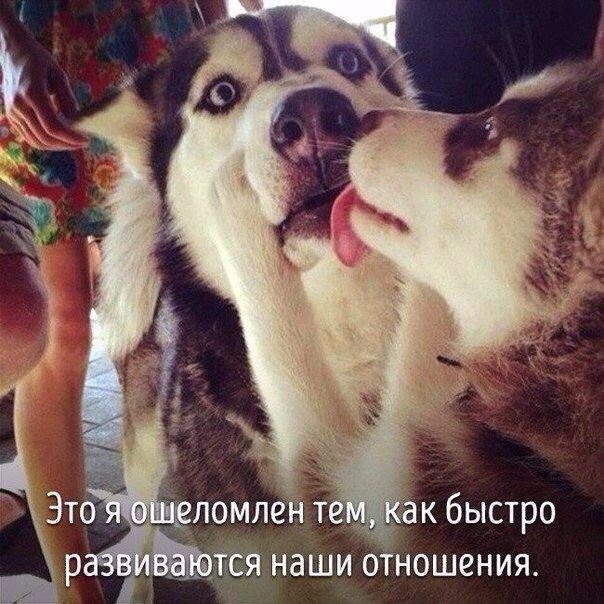 Животные, которые ведут себя совсем как я....))) - 7