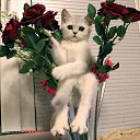 ���� �������, ��������, 49 ��� - ��������� 10 ����� 2017 � ������ ���� ����������