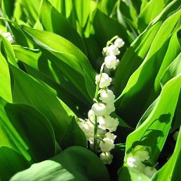 ���� �����, ������ - ��������� 18 ������� 2017