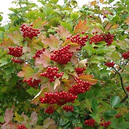 ����� ����������, �����, 57 ���