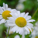 ���� �������, ���������, 52 ���� - ��������� 2 ������� 2017 � ������ ��������!�