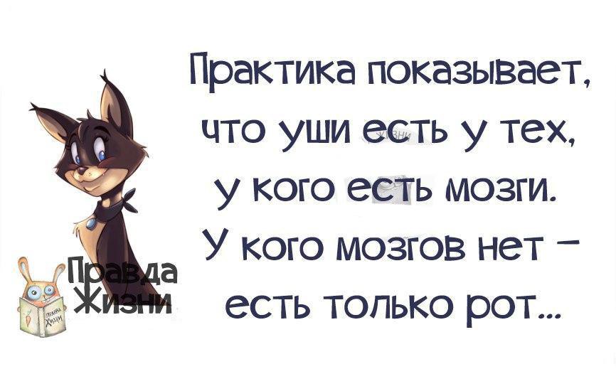 Практика показывает что чем больше. Цитаты о людях без мозгов. Статус про отсутствие мозгов. Статус про мозги. Нет мозгов цитаты.