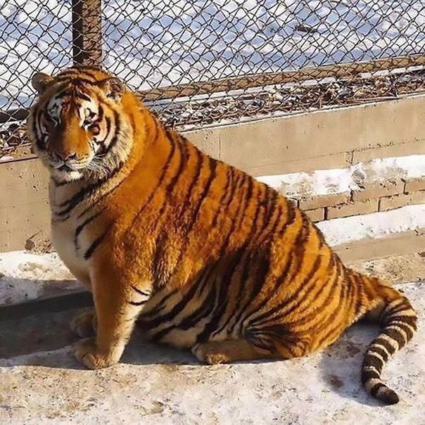       . ,     . - 4