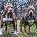 ���� �����, ������, 55 ��� - ��������� 3 ������ 2017 � ������ ���� ����������