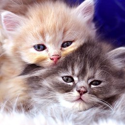 ���� ������, �������, 45 ��� - ��������� 25 ������� 2016